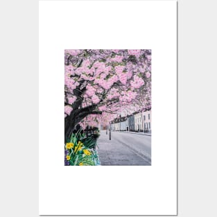 Cherry Blossom on Crown Street Painting Posters and Art